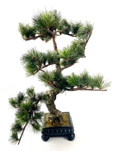 a bonsai pine tree is shown on a white background