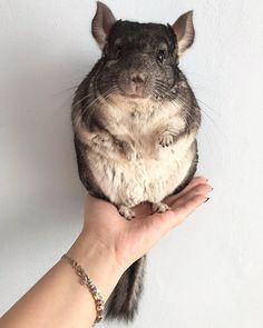 a small animal sitting on top of someone's hand next to a white wall