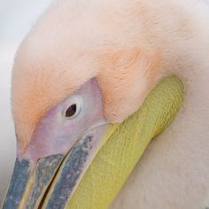 a close up of a pelican's head and neck