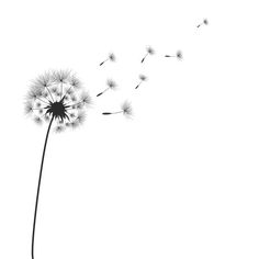 a dandelion blowing in the wind on a white background