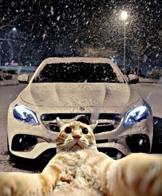 a cat laying on the ground in front of a car with snow falling all over it