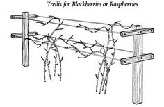 an image of barbed wire with the words tress for blackberries or raspberries