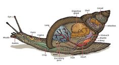 an image of a snail labeled in the body and parts labelled on it's side