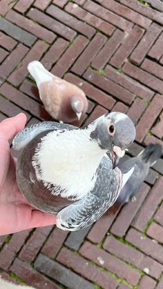 a pigeon sitting on top of a person's hand next to two other pigeons