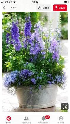 purple flowers are growing in a pot on the ground