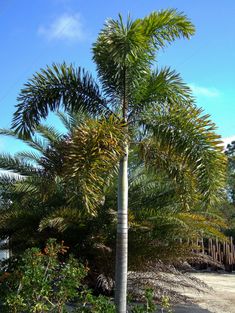 a tall palm tree sitting next to a lush green forest