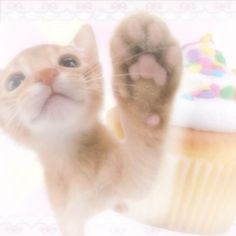 an orange and white cat standing next to a cupcake with its paws up in the air