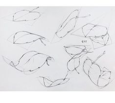 a drawing of different shapes and sizes of leaves