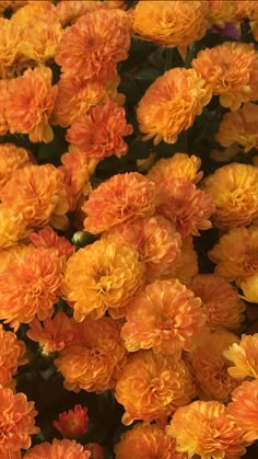 many orange flowers with green leaves in the middle and yellow petals on each flower head