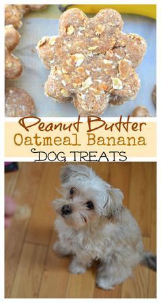 peanut butter oatmeal banana dog treats are the perfect treat for dogs to chew on