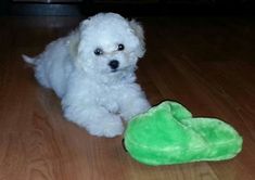 a small white dog laying on top of a wooden floor next to a green toy