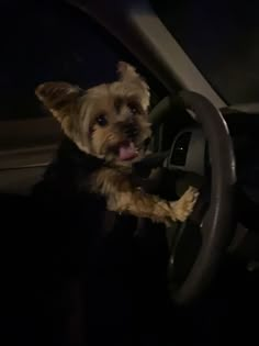 a small dog sitting in the drivers seat of a car with its tongue hanging out