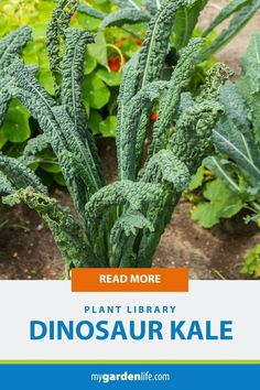 the plant library dinosaur kale is in front of some green plants with blue and orange lettering