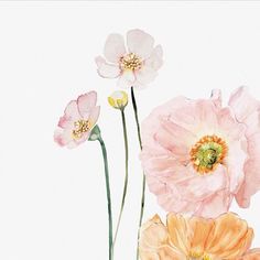 three pink and orange flowers are shown in this watercolor style painting on white paper