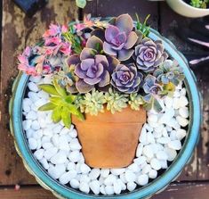 a potted plant sitting on top of a table filled with white rocks and succulents