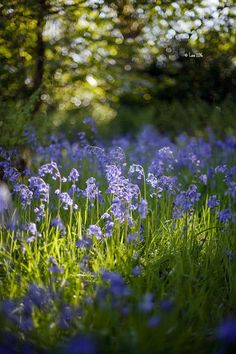 blue flowers are growing in the grass near trees