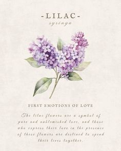 lilac is the first emotion of love