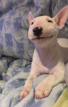 a white dog laying on top of a bed