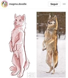 a drawing of a wolf standing on its hind legs and another drawing of a fox