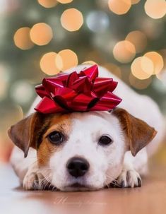 a dog laying on the floor with a red bow on it's head looking at the camera