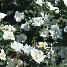 white flowers with green leaves in the background