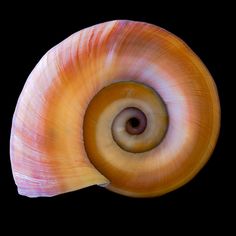 a close up view of a snail's shell against a black background, with the center section visible