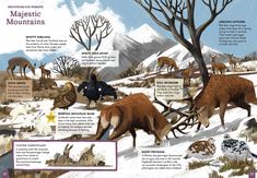 an illustrated map shows different types of animals in the mountains and plains, with information about their habitat