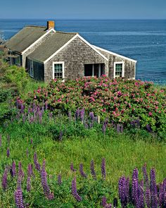 an old house sitting on top of a lush green hillside next to the ocean with purple flowers