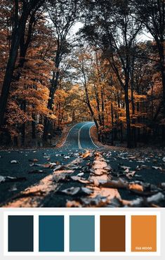 an empty road surrounded by trees in the fall with oranges and browns on it