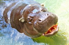 a hippopotamus in the water with its mouth open