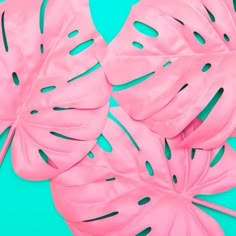 some pink leaves on a blue background