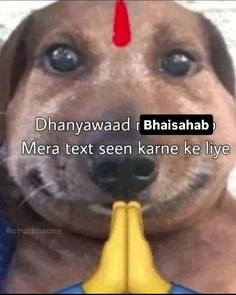 a dog is holding a banana in its mouth with the caption dhanyyawadd bhasahba mera text seen kanee ke live