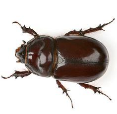 a close up of a beetle on a white background