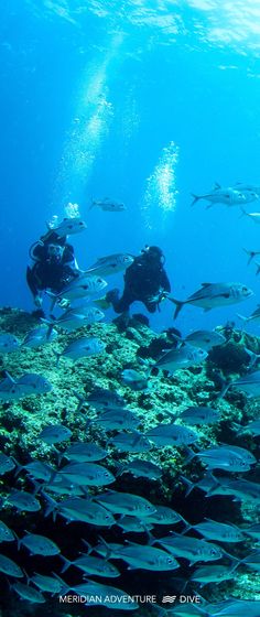 a group of people swimming in the ocean with school of fish below and under water