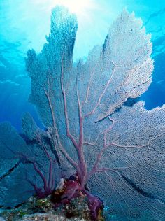 an underwater view of some corals and seaweed