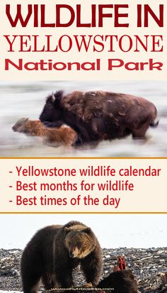 the yellowstone national park has two bears and one bear cub on it's back