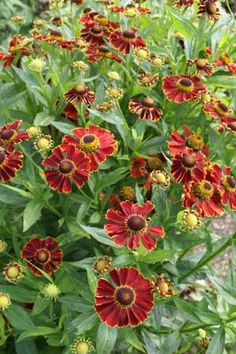 red and yellow flowers growing in a garden