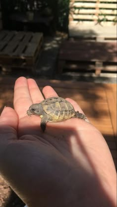 a hand holding a small turtle in it's palm