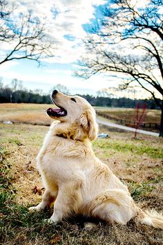 a dog sitting in the grass with its mouth open