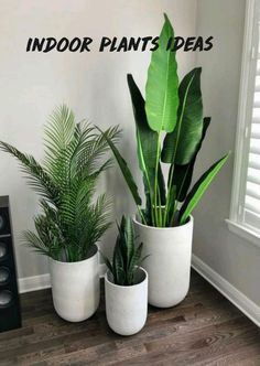 three potted plants sitting on top of a hard wood floor next to a speaker