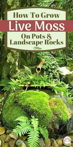 moss growing on rocks with text overlay how to grow live moss on pots and landscape rocks