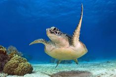 a sea turtle swimming in the ocean with corals and other reef life around it