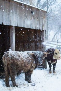 Monthly Backgrounds, Winter Farm, Run In Shed, Sea Cow, Future Farms, Thick Coat, Highland Cattle, Dressage Horses, Horse Ranch