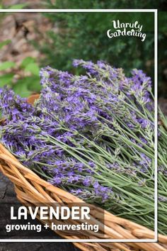 lavender growing in a basket with text overlay that reads lavender growing harvesting and harvesting