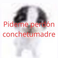 a blurry image of a dog's face with the words pideme perdon concetumadre