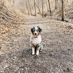 a dog sitting in the middle of a dirt road with trees and leaves around it