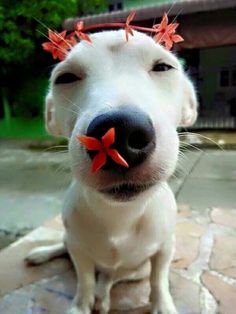 a white dog with red flowers on its head and nose, looking at the camera