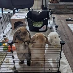 three rabbits in their cage at the pet store