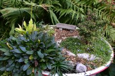 a garden filled with lots of plants and rocks