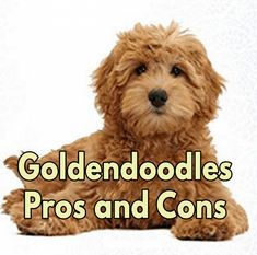 a brown dog laying down with the words goldendoodles pros and cons